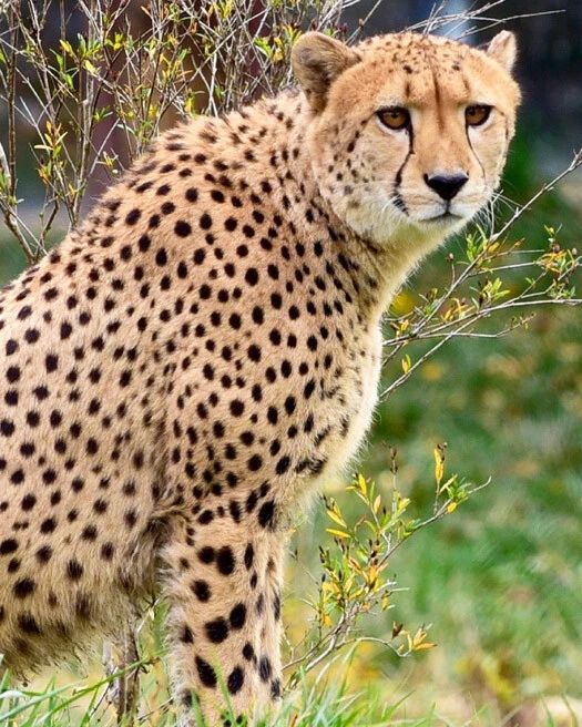Nature Cheetah Glossy Magnet Animal Print Magnet Leopard