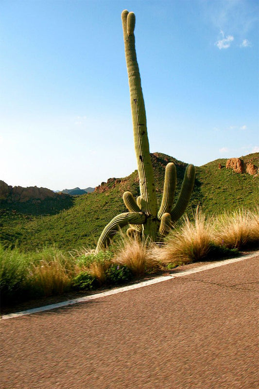 Nature Cactus Tropical Botanical Nature Painting Jigsaw Puzzle