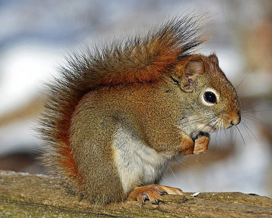 Nature Cut Squirrel Glossy Photo Florida Print Wall Art Poster Rodent