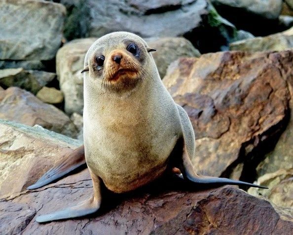 Nature Fur Seal Glossy Keychain Ocean Print Keychain Animals