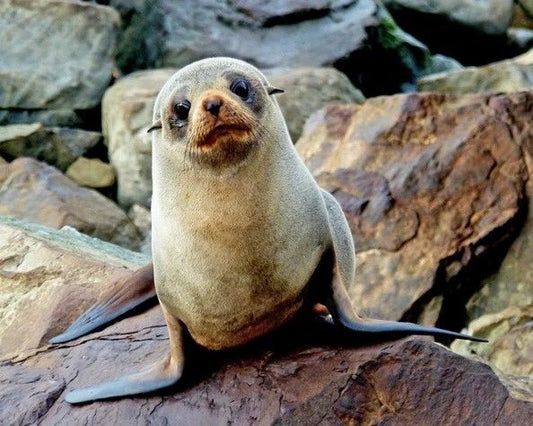 Nature Fur Seal Glossy Magnet Ocean Print Magnet Animals