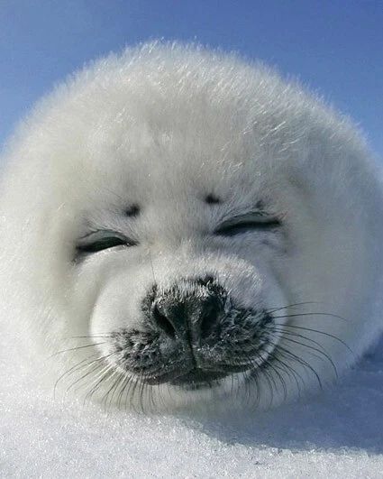 Nature Fur Snow Seal Glossy Keychain Ocean Print Keychain Animals
