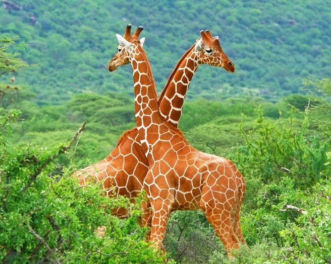 Nature Giraffes Glossy Keychain Art Keychain Safari Print