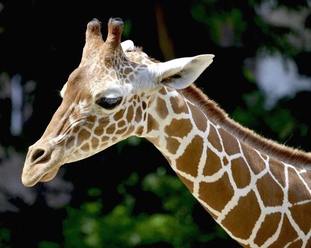 Nature Giraffe Glossy Keychain Art Keychain Safari Print 1