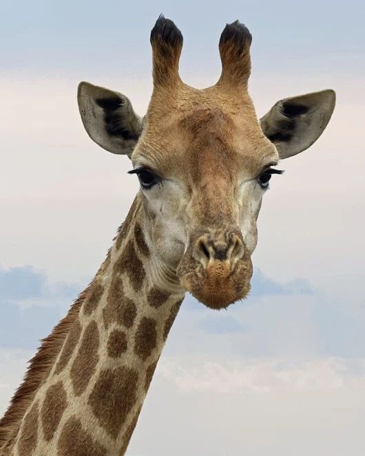 Nature Giraffe Glossy Keychain Art Keychain Safari Print 2