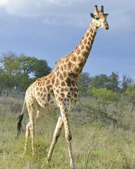 Nature Giraffe Glossy Magnet Wildlife Safari Print