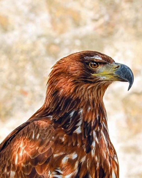 Nature Golden Eagle Glossy Magnet Animal Print America Magnet Bird 2