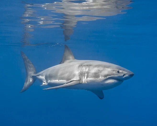 Nature Great White Shark Glossy Keychain Ocean Print Keychain Animals 1