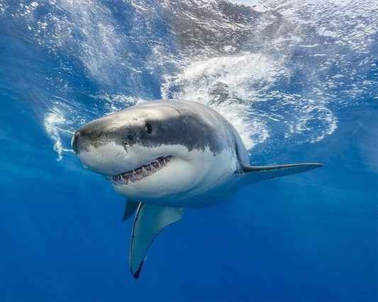 Nature Great White Shark Glossy Photo Ocean Print Wall Art Poster Animals 2