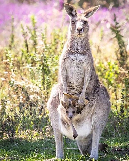 Nature Grey Kangaroo Glossy Keychain Animal Print Keychain Australia