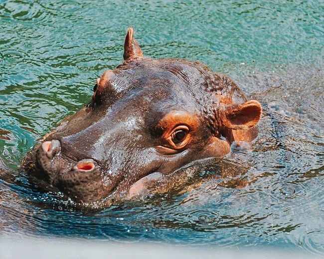 Nature Hippopotamus Hippo Glossy Keychain Animal Print Keychain 1