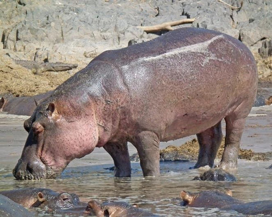 Nature Hippopotamus Hippo Glossy Keychain Animal Print Keychain 2