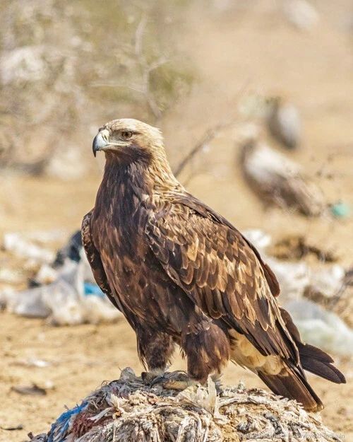 Nature Imperial Eagle Glossy Keychain Animal Print America Keychain Bird 1
