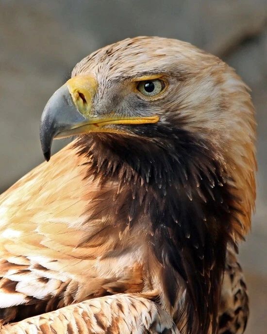 Nature Imperial Eagle Glossy Keychain Animal Print America Keychain Bird 2