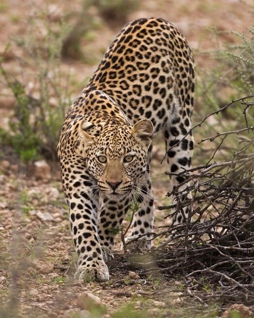 Nature Leopard Glossy Photo Big Cat Jaguar Print Wall Art Poster