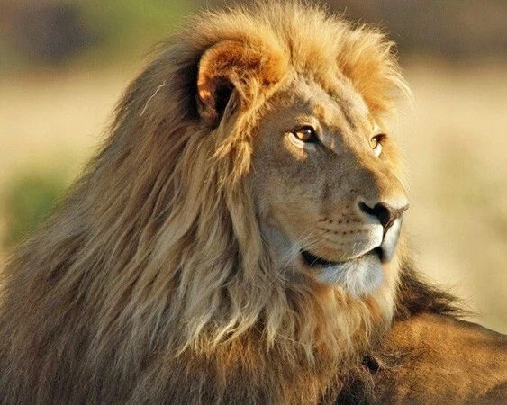 Nature Lion Glossy Keychain Animal Print Keychain Big Cat Portrait