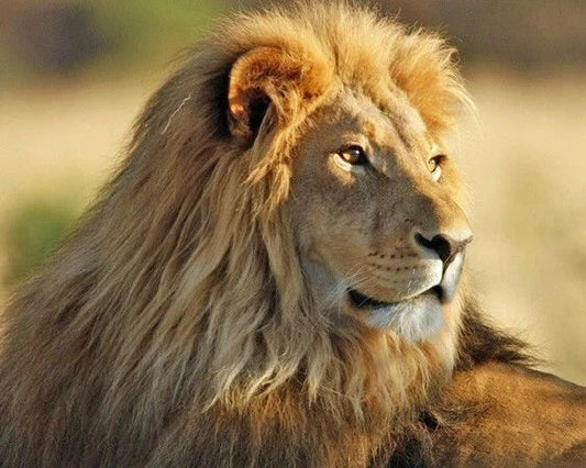 Nature Lion Glossy Keychain Animal Print Keychain Big Cat Portrait