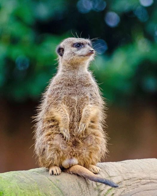 Nature Meerkat Glossy Keychain Africa Print Keychain Animals Mongoose