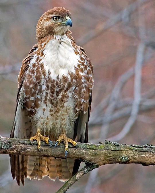 Nature Red Tailed Hawk Glossy Keychain Bird Hawk Print Wildlife Keychain 1