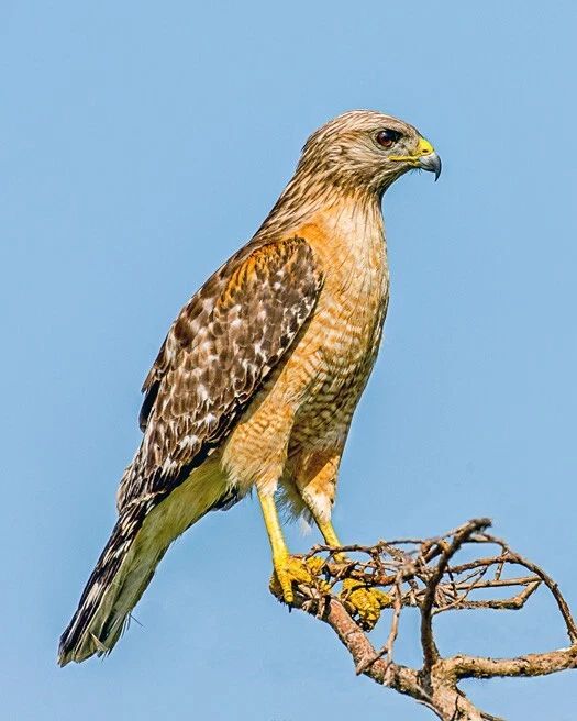 Nature Red Tailed Hawk Glossy Photo Bird Hawk Print Wildlife Poster 2