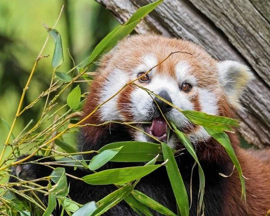 Nature Red Panda Bear Glossy Magnet Close Up Print Magnet Animals