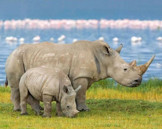 Nature Rhinoceros Rhino And Calf Glossy Keychain Africa Keychain Animals
