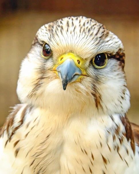 Nature Saker Falcon Glossy Keychain Bird Hawk Print Wildlife Keychain