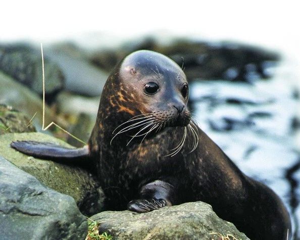 Nature Sea Lion Seal Glossy Keychain Ocean Print Keychain Animals