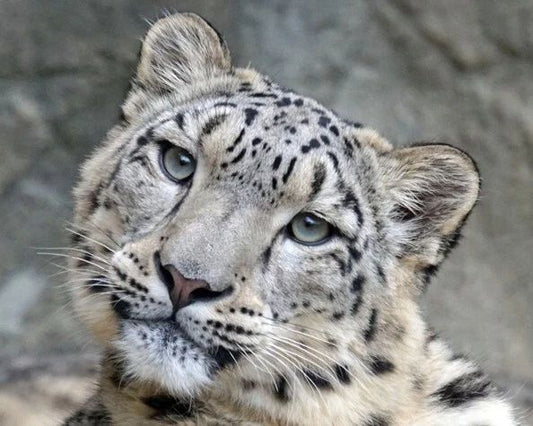 Nature Snow Leopard Glossy Magnet Print Magnet Cat