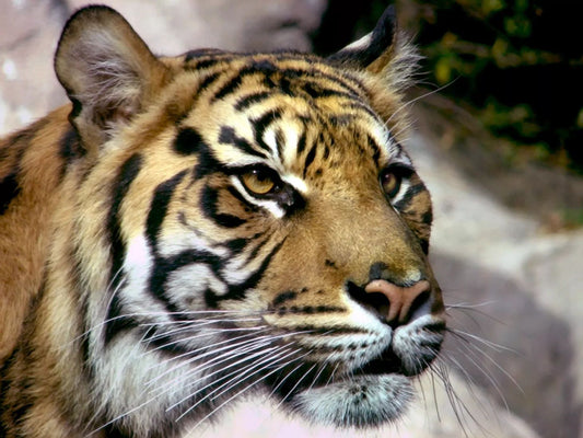 Nature Sumatran Tiger Photo Animal Print Wall Art Poster Big Cat