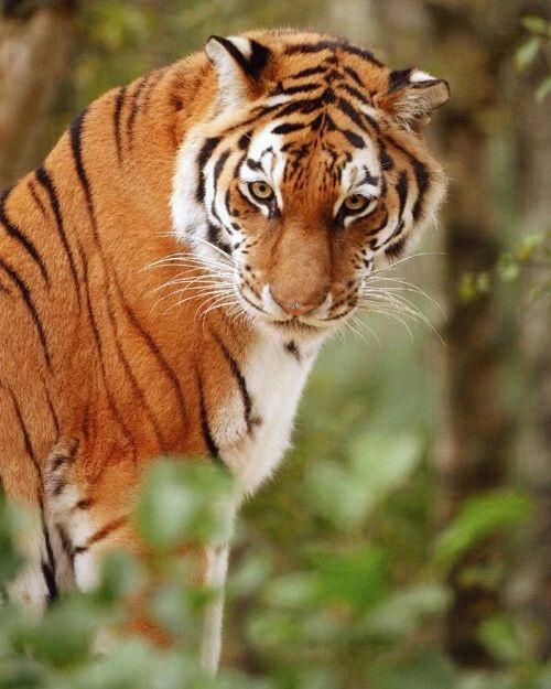 Nature Tiger Glossy Keychain Animal Print Keychain Big Cat Portrait 1