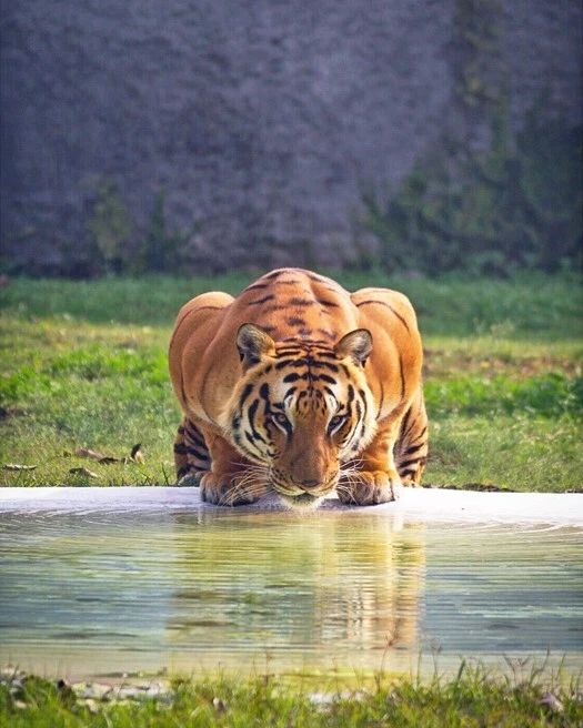Nature Tiger Drinking Glossy Magnet Animal Print Art Magnet Big Cat Portrait