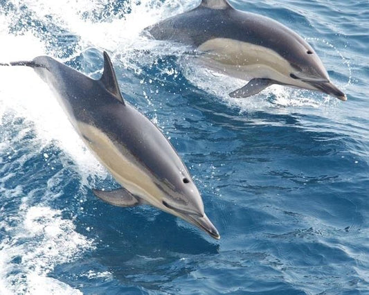 Nature Two Dolphins Glossy Keychain Ocean Print Keychain Mammals