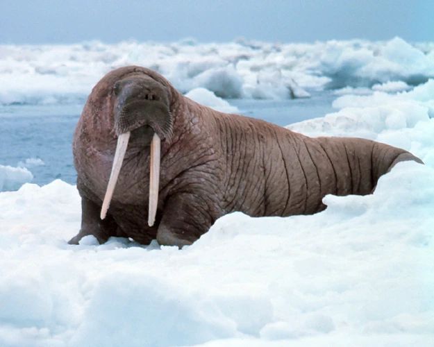 Nature Walrus On The Ice Glossy Keychain Animal Print Keychain Alaska