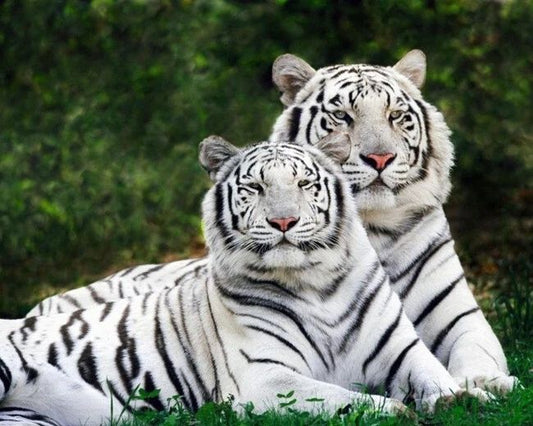 Nature White Bengal Tigers Glossy Keychain Wild Animal Keychain Big Cat