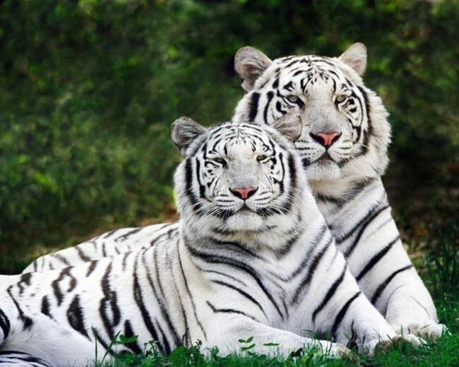 Nature White Bengal Tigers Glossy Magnet Wild Animal Magnet Big Cat