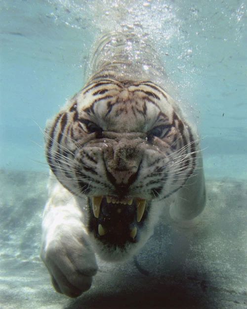 Nature White Bengal Tiger Under Water Glossy Keychain Print Keychain