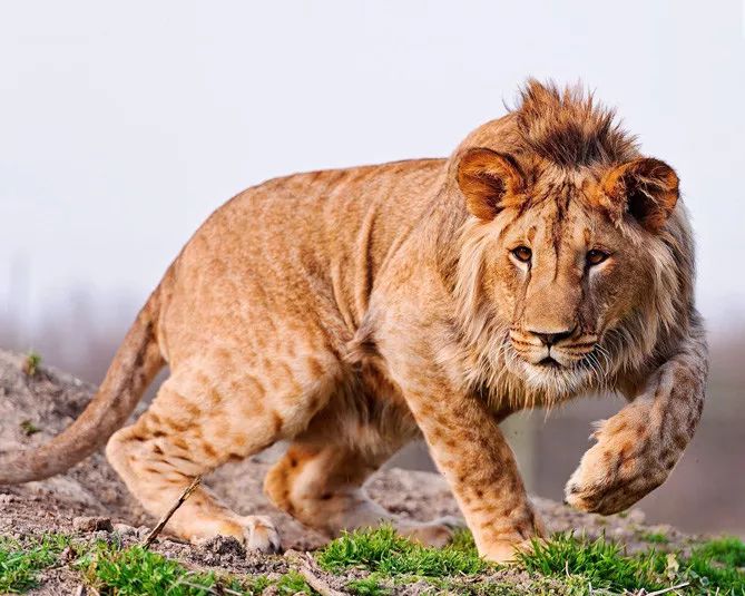 Nature Wild Lion Glossy Photo Animal Print Wall Art Poster Big Cat