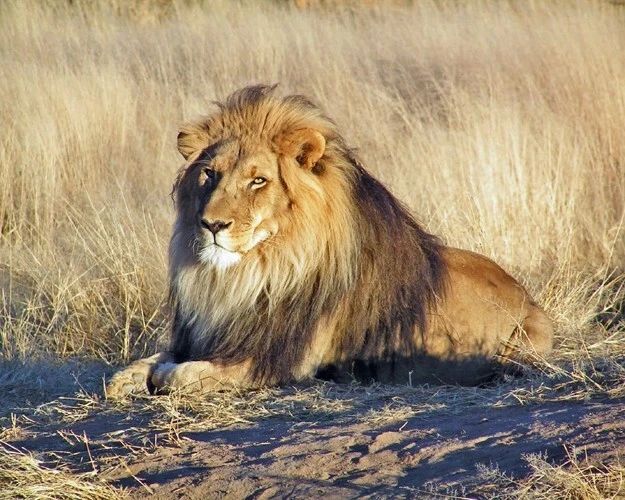 Nature Wild Lion Glossy Photo Animal Print Wall Art Poster Big Cat Lions 1