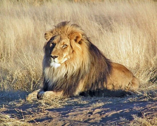 Nature Wild Lion Glossy Photo Animal Print Wall Art Poster Big Cat Lions 1