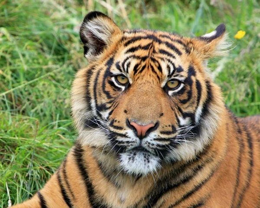 Nature Wild Tiger Glossy Photo Animal Print Wall Art Poster Big Cat Jaguar
