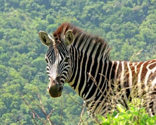 Nature Wild Zebra Glossy Keychain Animal Print Art Keychain 1
