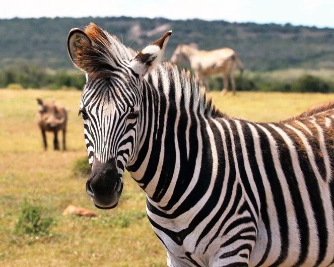 Nature Wild Zebra Glossy Keychain Animal Print Art Keychain 2