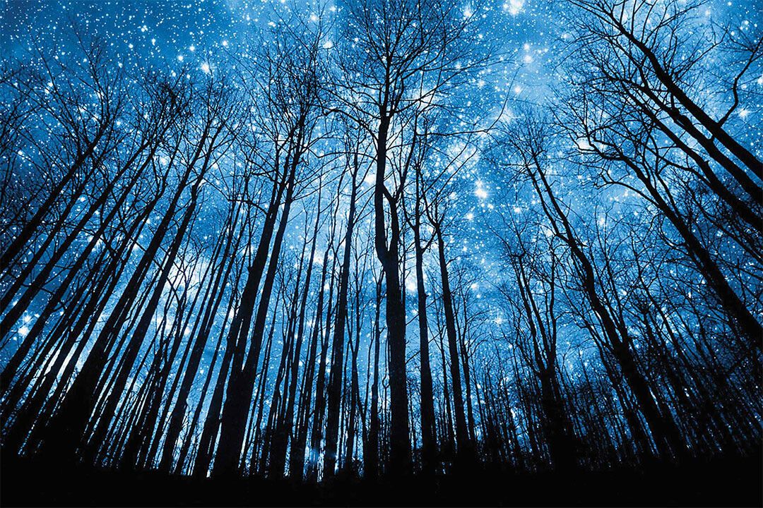 Night Of The Winter Forest Landscape Space Jigsaw Puzzle