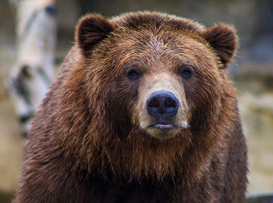 North American Grizzly Bear Nature Animal Magnet Picture Magnet Print Wall Art