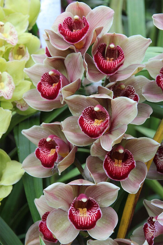 Nouveau Orchid Flower Tropical Plant Pirnt Jigsaw Puzzle
