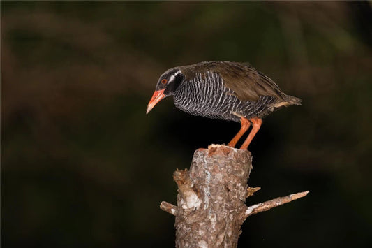 Okinawa Rail Bird Japanese Rallidae Nature Magnet Picture Magnet Print