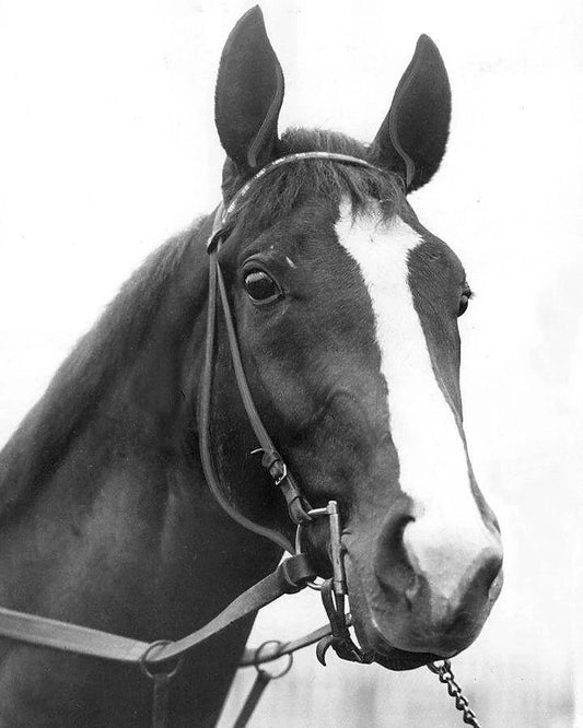Omaha Photo Horse Racing Picture Close Up