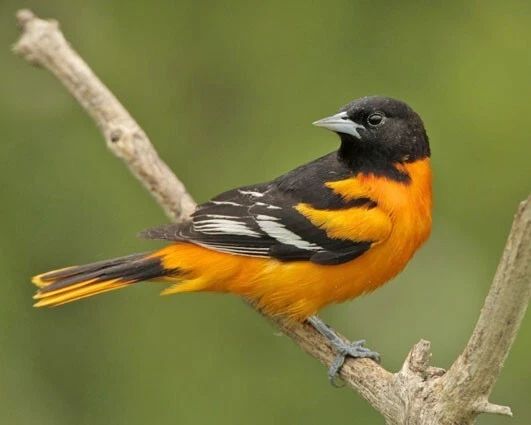 Oriole Glossy Keychain Animal Keychain Wildlife Bird Print