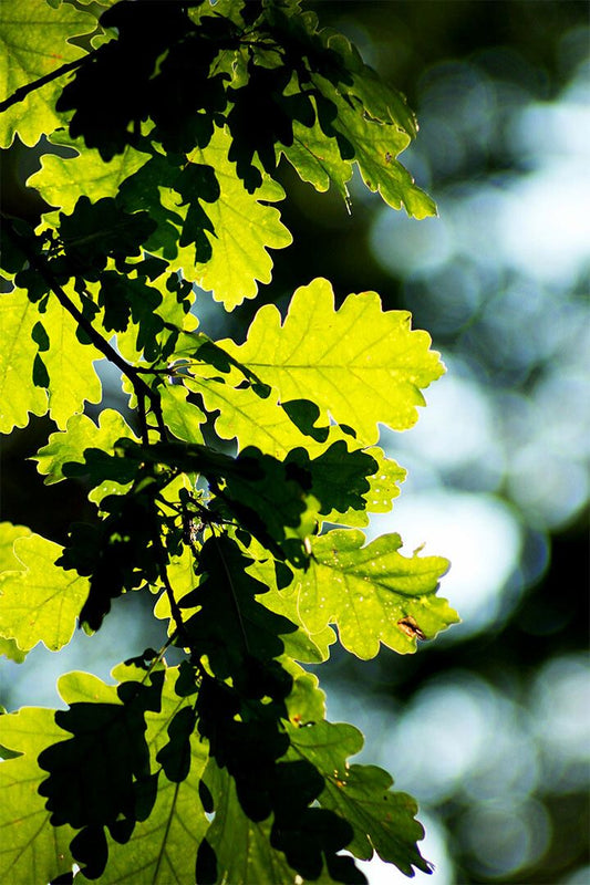 Oak Tree Leaves Changing Color Picture Jigsaw Puzzle